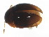  (Stilbus - BIOUG02321-H08)  @14 [ ] CreativeCommons - Attribution (2013) CBG Photography Group Centre for Biodiversity Genomics
