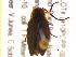  (Polemius - BIOUG02555-C12)  @14 [ ] CreativeCommons - Attribution (2013) CBG Photography Group Centre for Biodiversity Genomics