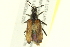  ( - 10PCCOL-0931)  @13 [ ] CreativeCommons - Attribution (2010) CBG Photography Group Centre for Biodiversity Genomics
