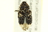  ( - 10PCCOL-0982)  @13 [ ] CreativeCommons - Attribution (2010) CBG Photography Group Centre for Biodiversity Genomics