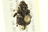  ( - 10PCCOL-0983)  @13 [ ] CreativeCommons - Attribution (2010) CBG Photography Group Centre for Biodiversity Genomics