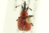 ( - 10PCCOL-0985)  @14 [ ] CreativeCommons - Attribution (2010) CBG Photography Group Centre for Biodiversity Genomics