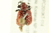  ( - 10PCCOL-0986)  @14 [ ] CreativeCommons - Attribution (2010) CBG Photography Group Centre for Biodiversity Genomics
