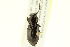  ( - 10PCCOL-1146)  @13 [ ] CreativeCommons - Attribution (2010) CBG Photography Group Centre for Biodiversity Genomics