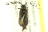 ( - 10PCCOL-1241)  @13 [ ] CreativeCommons - Attribution (2010) CBG Photography Group Centre for Biodiversity Genomics