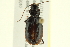  (Nebria sahlbergii sahlbergii - 10PCCOL-1254)  @13 [ ] CreativeCommons - Attribution (2010) CBG Photography Group Centre for Biodiversity Genomics