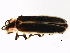  (Pyractomena lucifera - BIOUG00670-B11)  @14 [ ] CreativeCommons - Attribution (2011) CBG Photography Group Centre for Biodiversity Genomics