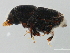 (Scolytini - BIOUG00670-D10)  @15 [ ] CreativeCommons - Attribution (2011) CBG Photography Group Centre for Biodiversity Genomics