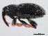  ( - 10PCCOL-0064)  @14 [ ] CreativeCommons - Attribution (2010) CBG Photography Group Centre for Biodiversity Genomics