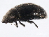  ( - 10PCCOL-0086)  @13 [ ] CreativeCommons - Attribution (2010) CBG Photography Group Centre for Biodiversity Genomics