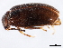  ( - 10PCCOL-0087)  @13 [ ] CreativeCommons - Attribution (2010) CBG Photography Group Centre for Biodiversity Genomics