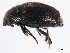  ( - 10PCCOL-0091)  @12 [ ] CreativeCommons - Attribution (2010) CBG Photography Group Centre for Biodiversity Genomics