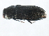  ( - 10PCCOL-0184)  @12 [ ] CreativeCommons - Attribution (2010) CBG Photography Group Centre for Biodiversity Genomics