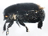  ( - 10PCCOL-0220)  @13 [ ] CreativeCommons - Attribution (2010) CBG Photography Group Centre for Biodiversity Genomics