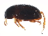  (Leiodes valida - 10PCCOL-0222)  @13 [ ] CreativeCommons - Attribution (2010) CBG Photography Group Centre for Biodiversity Genomics