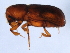  ( - 10PCCOL-0281)  @13 [ ] CreativeCommons - Attribution (2010) CBG Photography Group Centre for Biodiversity Genomics