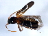  (Phymatodes nitidus - 10PCCOL-0310)  @13 [ ] CreativeCommons - Attribution (2010) CBG Photography Group Centre for Biodiversity Genomics