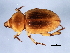  (Emphyastini - 10PCCOL-0332)  @13 [ ] CreativeCommons - Attribution (2010) CBG Photography Group Centre for Biodiversity Genomics