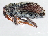 ( - 10PCCOL-0377)  @13 [ ] CreativeCommons - Attribution (2010) CBG Photography Group Centre for Biodiversity Genomics