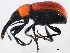  ( - 10PCCOL-0509)  @13 [ ] CreativeCommons - Attribution (2010) CBG Photography Group Centre for Biodiversity Genomics