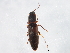  (Dalopius spretus - 10PCCOL-0538)  @13 [ ] CreativeCommons - Attribution (2010) CBG Photography Group Centre for Biodiversity Genomics