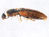  ( - 10PCCOL-0548)  @12 [ ] CreativeCommons - Attribution (2010) CBG Photography Group Centre for Biodiversity Genomics