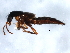  ( - 10PCCOL-0630)  @13 [ ] CreativeCommons - Attribution (2010) CBG Photography Group Centre for Biodiversity Genomics