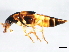  ( - 10PCCOL-0006)  @13 [ ] CreativeCommons - Attribution (2010) CBG Photography Group Centre for Biodiversity Genomics