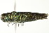  ( - PCPP10-0073)  @13 [ ] CreativeCommons - Attribution (2010) CBG Photography Group Centre for Biodiversity Genomics