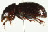  ( - PCPP10-0091)  @13 [ ] CreativeCommons - Attribution (2010) CBG Photography Group Centre for Biodiversity Genomics