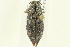  ( - 10PCCOL-0692)  @13 [ ] CreativeCommons - Attribution (2010) CBG Photography Group Centre for Biodiversity Genomics