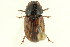  ( - 10PCCOL-0849)  @13 [ ] CreativeCommons - Attribution (2010) CBG Photography Group Centre for Biodiversity Genomics