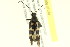  ( - 10PCCOL-0881)  @12 [ ] CreativeCommons - Attribution (2010) CBG Photography Group Centre for Biodiversity Genomics