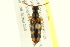  ( - 10PCCOL-0897)  @13 [ ] CreativeCommons - Attribution (2010) CBG Photography Group Centre for Biodiversity Genomics
