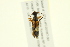  ( - 10PCCOL-0901)  @12 [ ] CreativeCommons - Attribution (2010) CBG Photography Group Centre for Biodiversity Genomics