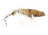  ( - BIOUG02088-A09)  @14 [ ] CreativeCommons - Attribution (2012) CBG Photography Group Centre for Biodiversity Genomics