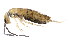  (Entomobrya unostrigata - BIOUG02088-A10)  @15 [ ] CreativeCommons - Attribution (2012) CBG Photography Group Centre for Biodiversity Genomics