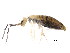  ( - BIOUG02088-A12)  @14 [ ] CreativeCommons - Attribution (2012) CBG Photography Group Centre for Biodiversity Genomics