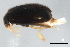  (Herthania cherokee - 09BBECO-0315)  @13 [ ] CreativeCommons - Attribution (2010) Unspecified Centre for Biodiversity Genomics