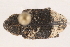  ( - 09BBECO-0126)  @13 [ ] CreativeCommons - Attribution (2010) Unspecified Centre for Biodiversity Genomics