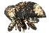 ( - 09BBECO-0126)  @13 [ ] CreativeCommons - Attribution (2010) Unspecified Centre for Biodiversity Genomics