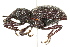  (Hylobius warreni - 09BBECO-0129)  @15 [ ] CreativeCommons - Attribution (2010) Unspecified Centre for Biodiversity Genomics