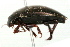  ( - 09BBECO-0136)  @13 [ ] CreativeCommons - Attribution (2010) Unspecified Centre for Biodiversity Genomics