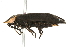  ( - 09BBECO-0203)  @14 [ ] CreativeCommons - Attribution (2010) Unspecified Centre for Biodiversity Genomics