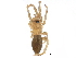  (Haplodrassus stuxbergi - BIOUG09533-A05)  @14 [ ] CreativeCommons - Attribution (2016) CBG Photography Group Centre for Biodiversity Genomics