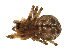  ( - BIOUG12570-C10)  @11 [ ] CreativeCommons - Attribution Share-Alike (2023) Unspecified Centre for Biodiversity Genomics