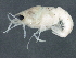  (Procambarus - CCDB-08345-E01)  @14 [ ] CreativeCommons - Attribution (2012) CBG Photography Group Centre for Biodiversity Genomics