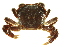  (Hemigrapsus nudus - 10BBCRU-0057)  @15 [ ] CreativeCommons - Attribution (2010) CBG Photography Group Centre for Biodiversity Genomics