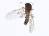  ( - 10BBCDIP-1264)  @12 [ ] CreativeCommons - Attribution (2010) CBG Photography Group Centre for Biodiversity Genomics