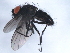  ( - 10BBCDIP-0718)  @13 [ ] CreativeCommons - Attribution (2010) CBG Photography Group Centre for Biodiversity Genomics